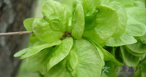 榆钱怎么做最好吃