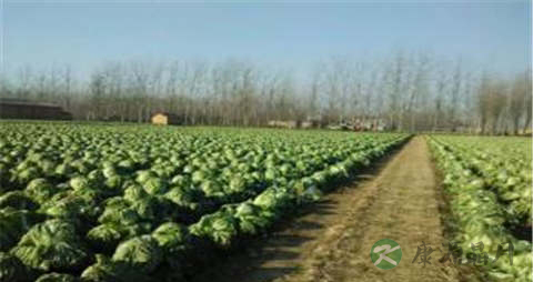 小白菜的营养价值_吃小白菜的好处