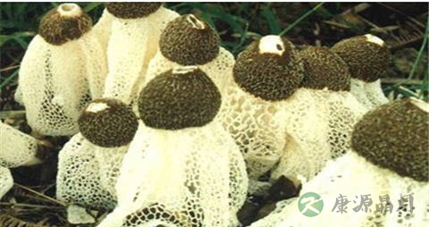 棘托竹荪的营养价值_吃棘托竹荪的好处