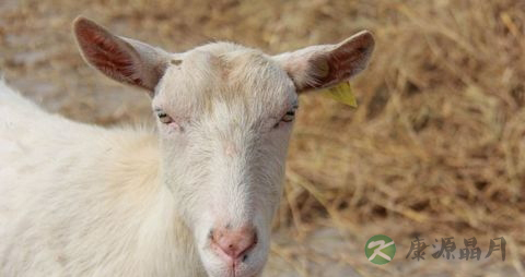 山羊肉与绵羊肉有什么区别