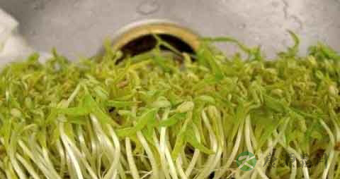 绿豆芽的吃法_哪些人不能吃绿豆芽