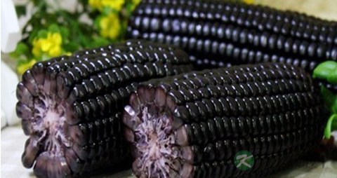 黑玉米的吃法_哪些人不能吃黑玉米