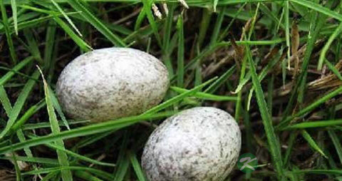 麻雀蛋的吃法_哪些人不能吃麻雀蛋