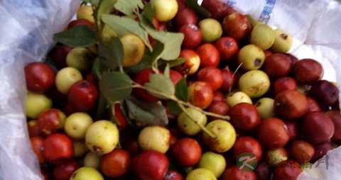 酸枣的营养价值_吃酸枣的好处