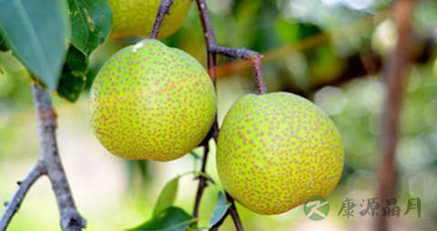 莱阳梨的营养价值_吃莱阳梨的好处