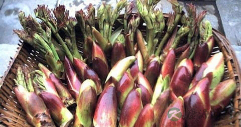 刺老芽的营养价值_吃刺老芽的好处