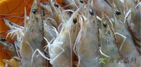 塘水虾的营养价值_吃塘水虾的好处