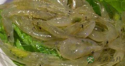 白米虾的营养价值_吃白米虾的好处