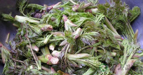 刺老芽的营养价值_吃刺老芽的好处