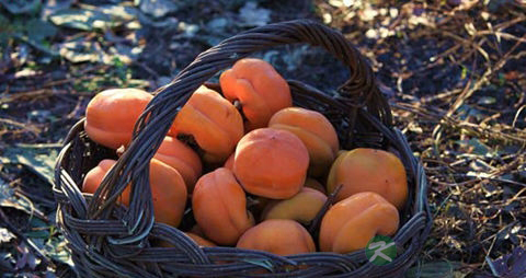 磨盘柿的吃法_哪些人不能吃磨盘柿 磨盘柿的吃法_哪些人不能吃磨盘柿