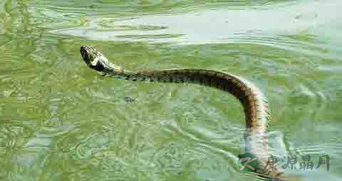 水蛇的营养价值_吃水蛇的好处 水蛇的营养价值_吃水蛇的好处