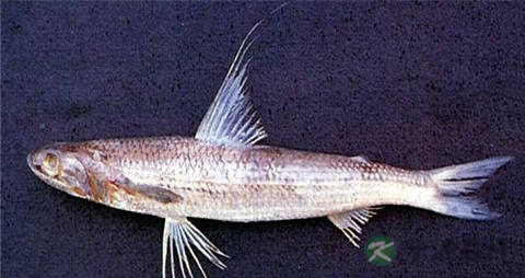 蛇鲻的营养价值_吃蛇鲻的好处