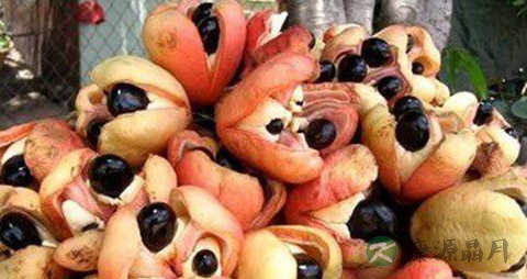 南非荔枝果的吃法_哪些人不能吃南非荔枝果