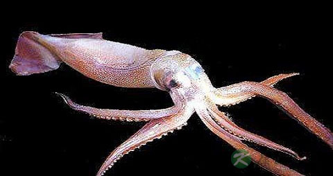 枪乌贼的营养价值_吃枪乌贼的好处 枪乌贼的营养价值_吃枪乌贼的好处