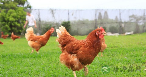 鸡心的营养价值_吃鸡心的好处