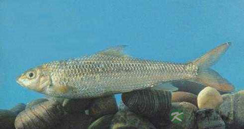 感鱼的营养价值_吃感鱼的好处