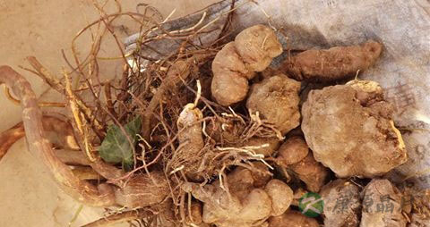 首乌的吃法_哪些人不能吃首乌