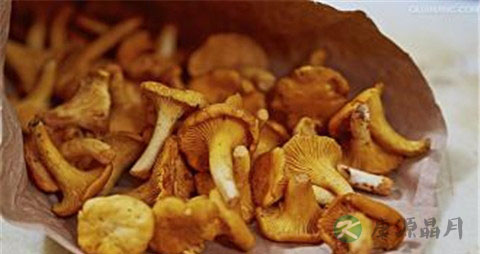 鸡油菌的营养价值_吃鸡油菌的好处