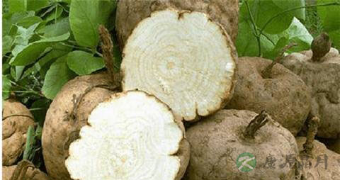 野葛根的吃法_哪些人不能吃野葛根 野葛根的吃法_哪些人不能吃野葛根