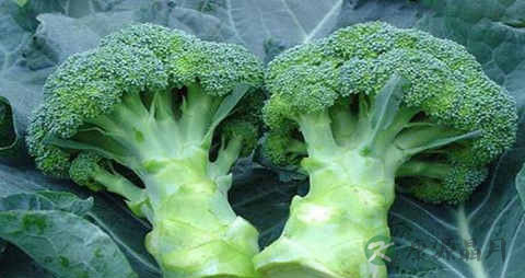 青花菜的吃法_哪些人不能吃青花菜