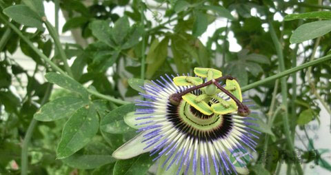 鸡蛋果的营养价值_吃鸡蛋果的好处