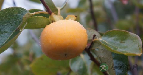 白酒和啤酒混着喝有什么后果