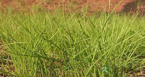 小蒜的营养价值_吃小蒜的好处