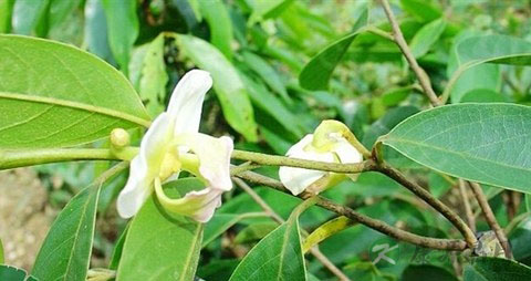 番荔枝的营养价值_吃番荔枝的好处