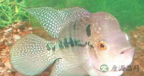 大头仔鱼的吃法_哪些人不能吃大头仔鱼 大头仔鱼的吃法_哪些人不能吃大头仔鱼