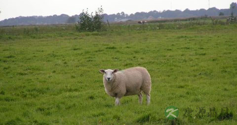 羊肉的吃法_哪些人不能吃羊肉