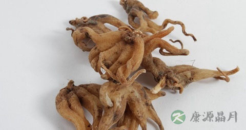 手掌参的营养价值_吃手掌参的好处