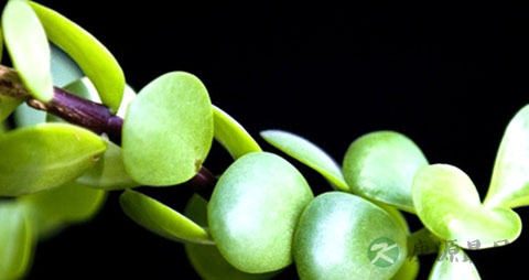 马齿苋能治白头发吗