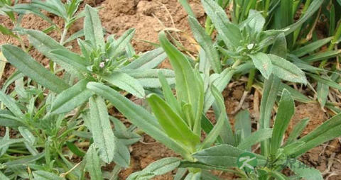 面条菜的吃法_哪些人不能吃面条菜