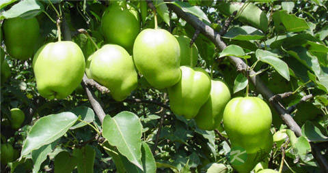 早酥梨的营养价值_吃早酥梨的好处