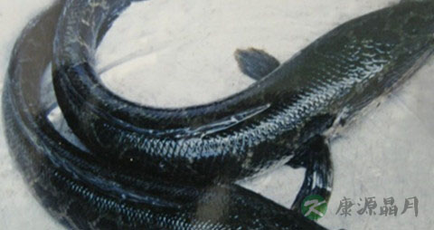 黑鱼怎么做才嫩