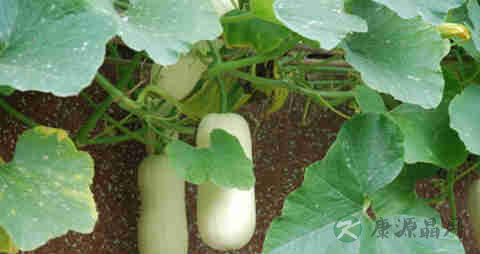 减肥笋瓜的吃法_哪些人不能吃减肥笋瓜