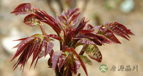 香椿芽的吃法_哪些人不能吃香椿芽