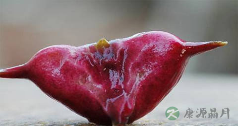 菱角煮多长时间才能熟