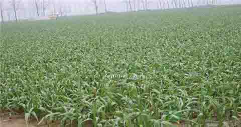 蒜薹的营养价值_吃蒜薹的好处