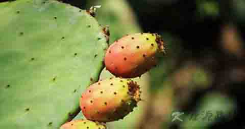 仙人掌果的吃法_哪些人不能吃仙人掌果