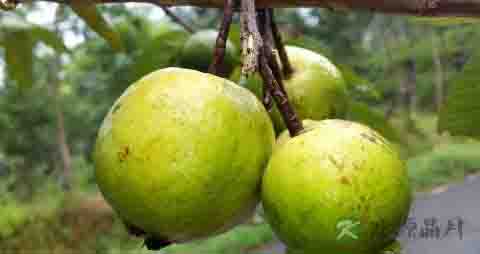 番石榴茶有什么药效