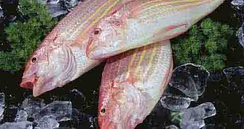 金线鱼的营养价值_吃金线鱼的好处