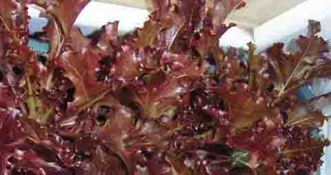 紫叶生菜的吃法_哪些人不能吃紫叶生菜