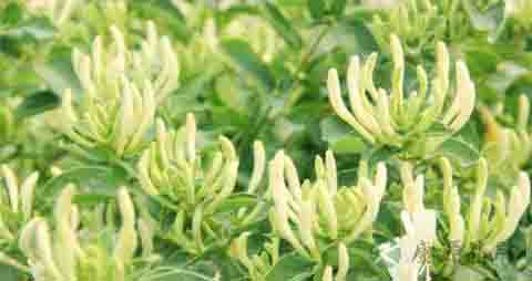 金银花茶的营养价值_吃金银花茶的好处