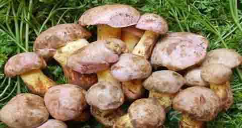 黄皮牛肝菌的吃法_哪些人不能吃黄皮牛肝菌