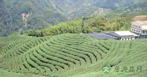 不同茶叶的冲泡方法