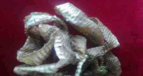 蛇蜕的营养价值_吃蛇蜕的好处