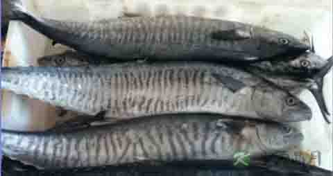 马鲛鱼的营养价值_吃马鲛鱼的好处