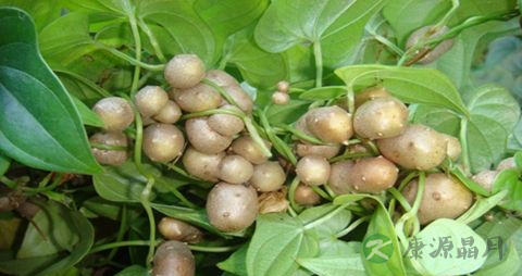 山药豆的皮能吃吗