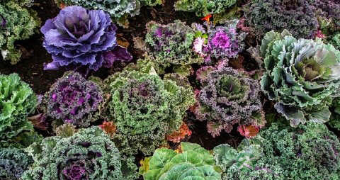 羽衣甘蓝的营养价值_吃羽衣甘蓝的好处